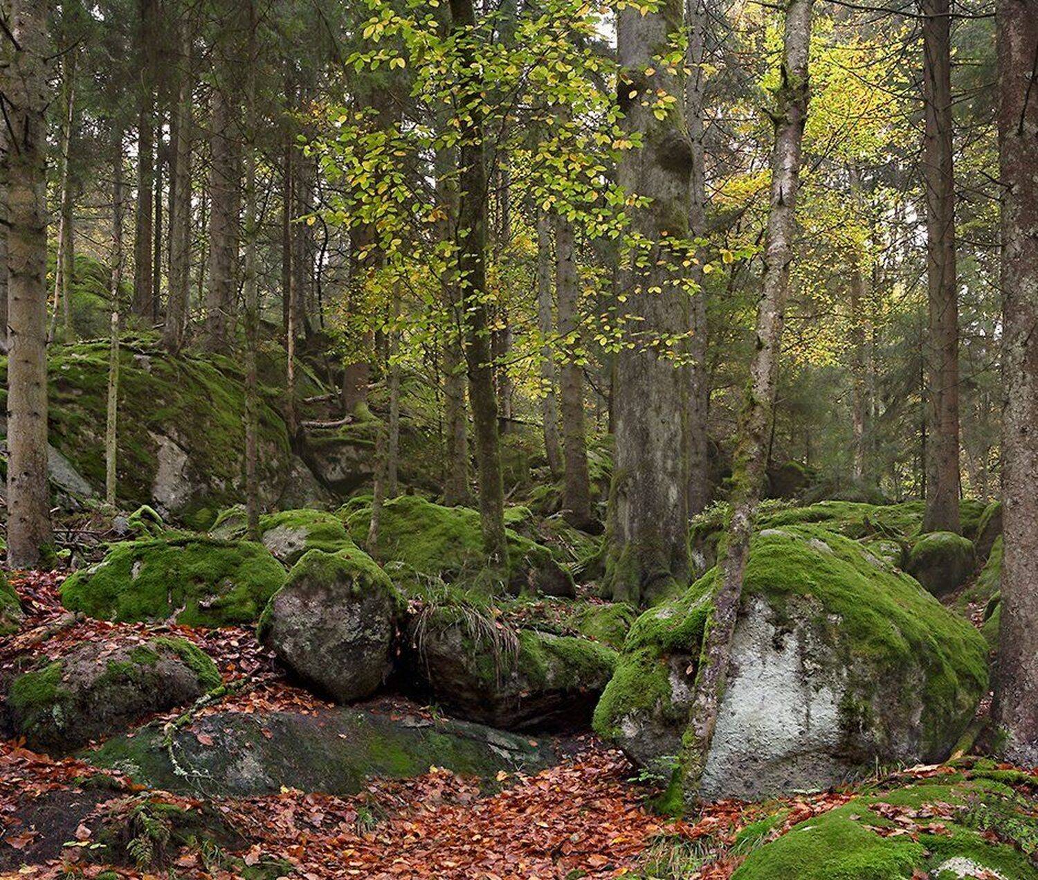 , Игорь Дубровский