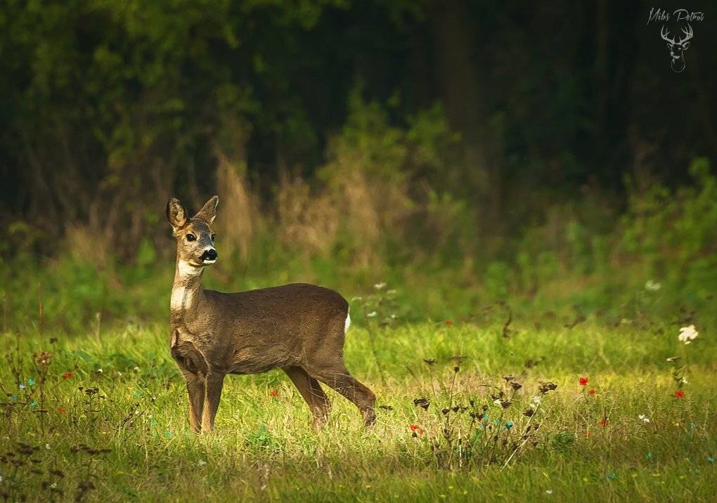 , Milo&scaron; Petru&scaron;