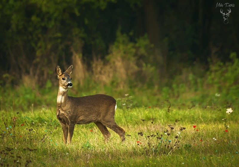 В ожидании партнера фото превью