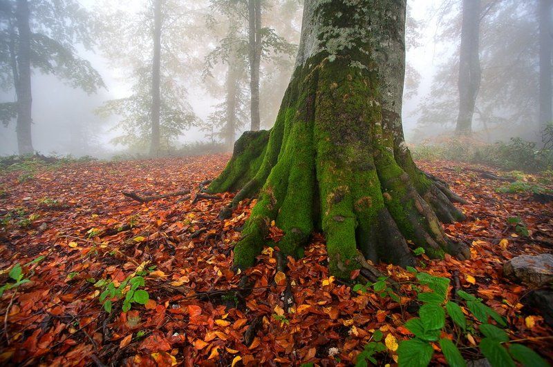 Autumn фото превью