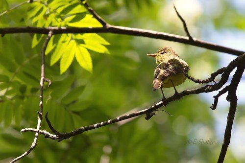 Icterine Warbler,	Зелёная пересмешка - 	Hippolais icterina