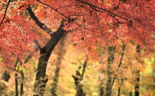 Autumn leaves