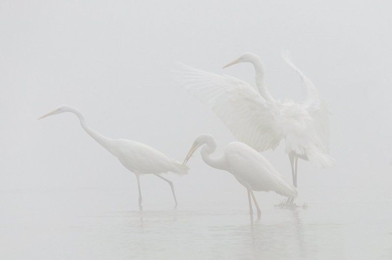 Ballet in the fog... фото превью