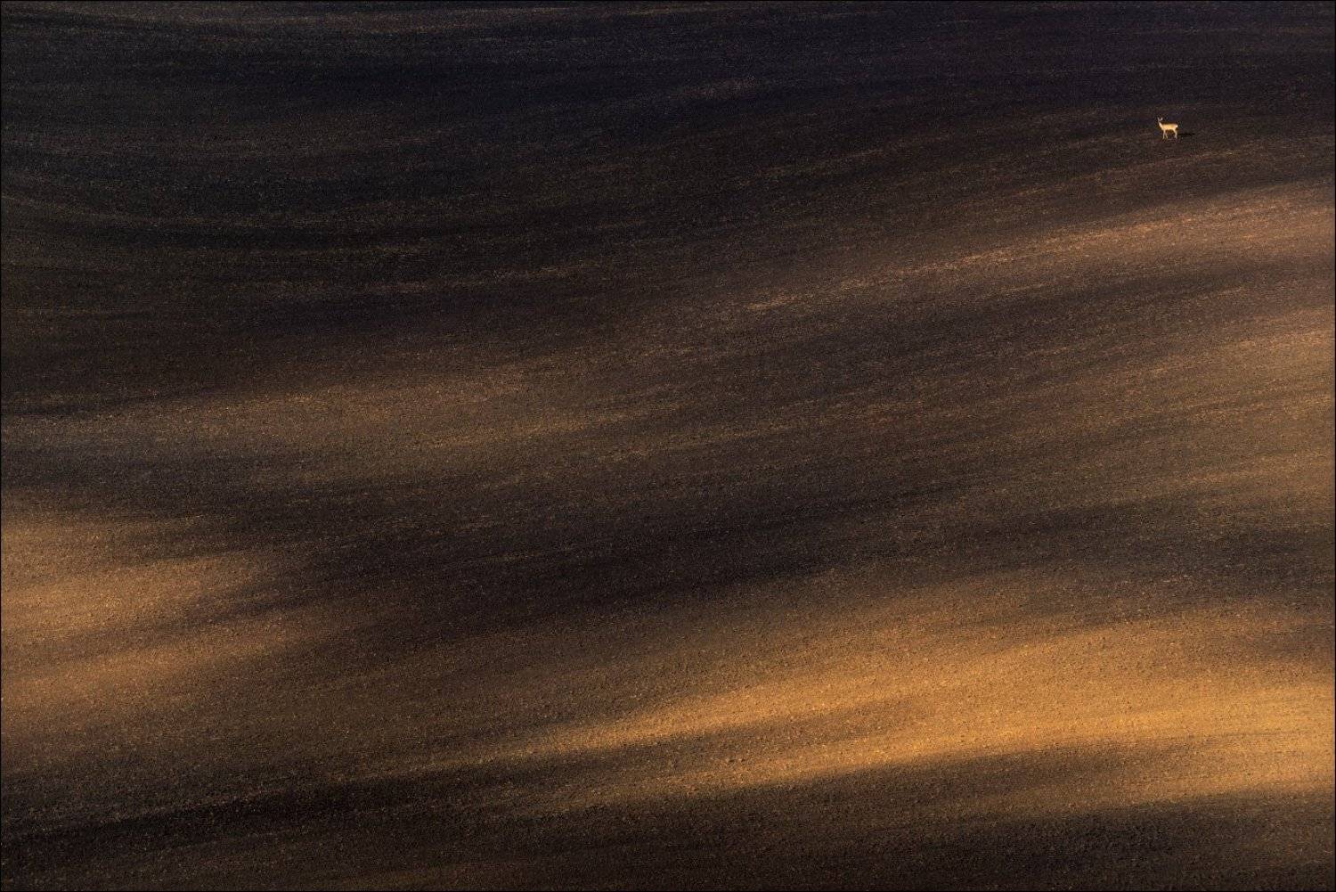 Геометрия, Косуля, Линии, Моравия, Осень, Рельеф, Свет, Тени, Чехия, Влад Соколовский