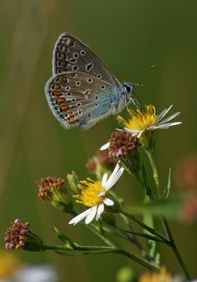 , Чепленко Алексей