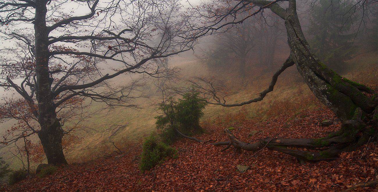 Карпаты, Лес, Осень, Туман, flyman