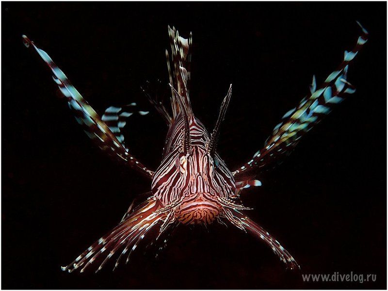 Дайвинг, Индонезия, Крылатка, Рыба Полет фото превью