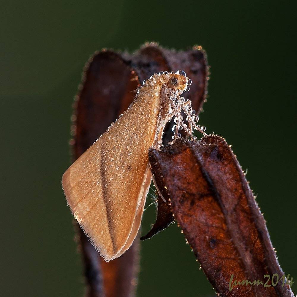 , Игорь ФУММ