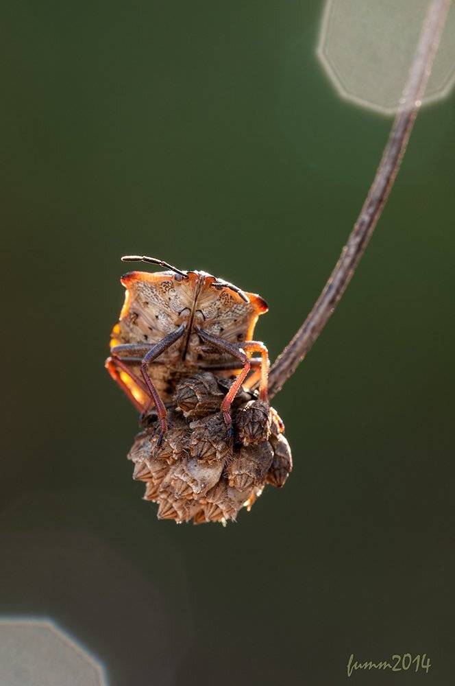 , Игорь ФУММ