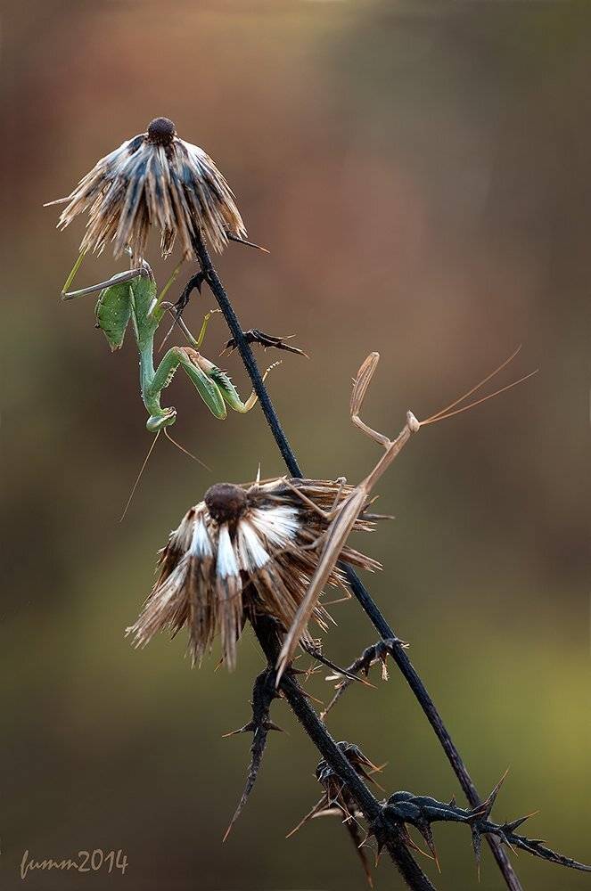 , Игорь ФУММ