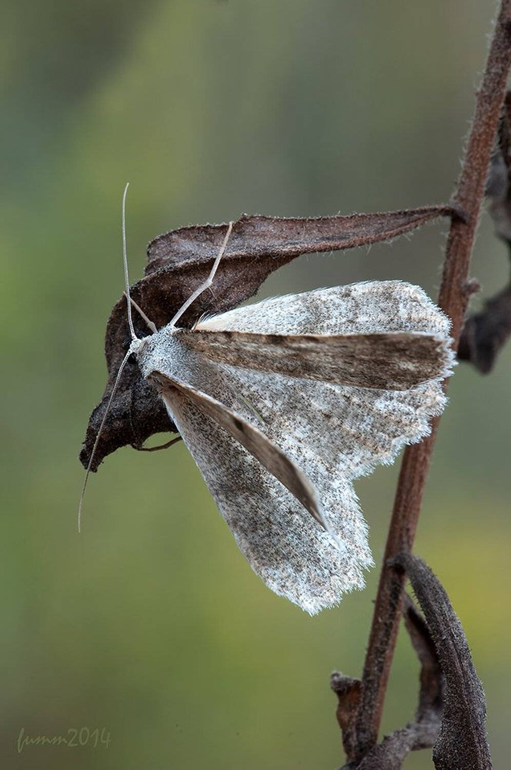 , Игорь ФУММ