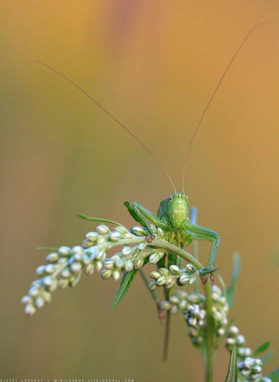 , Алексей Лобанов