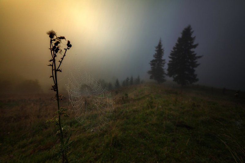 Утренняя паутинка фото превью