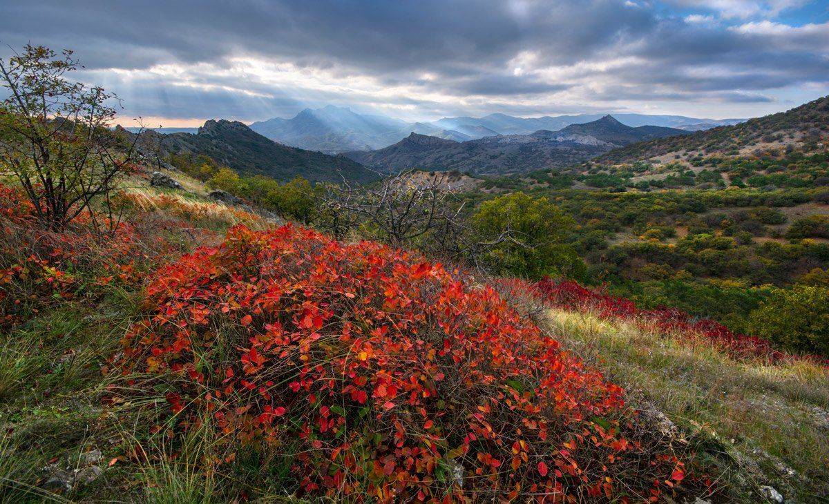 , Маркович Михаил