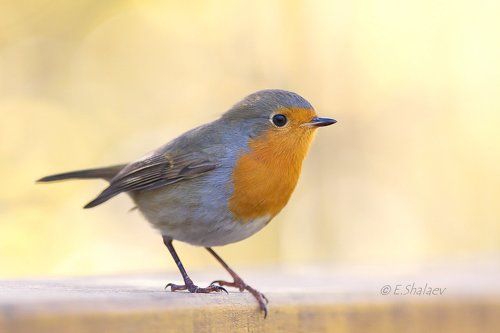 European Robin, Зарянка - 	Erithacus rubecula