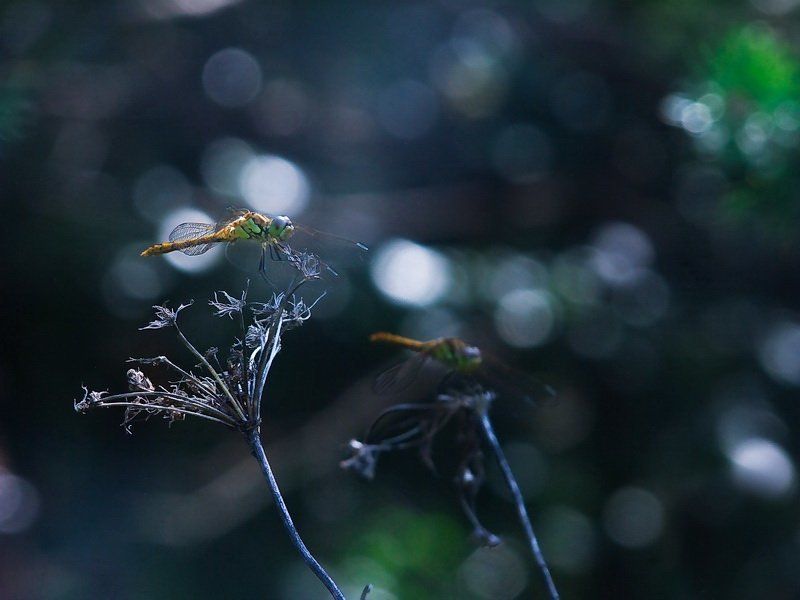 ***** фото превью