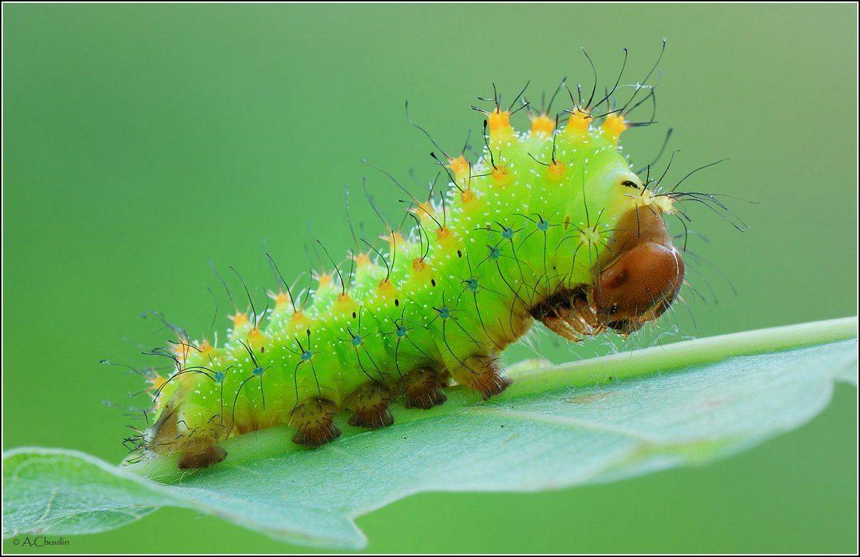 гусеница,павлиноглазка,pernyi,карнавал, Александр Чувилин