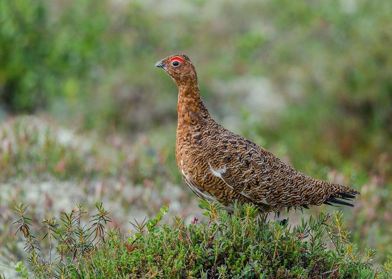 , алексей овчинников