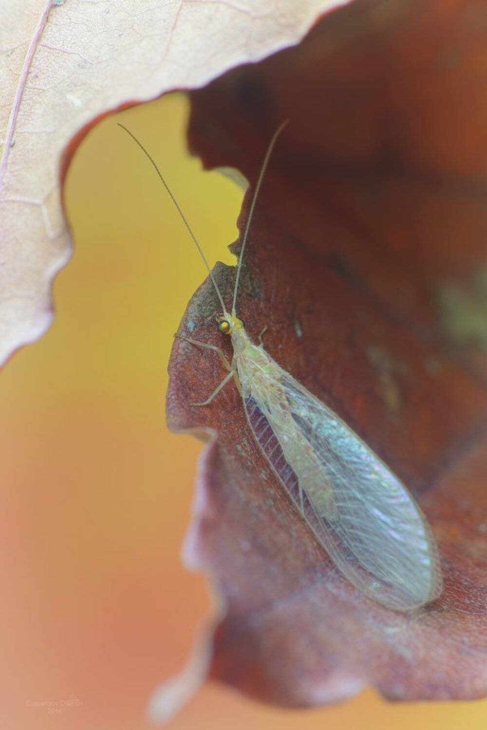 , Кузнецов Дмитрий