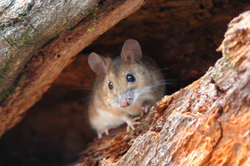 Apodemus sylvaticus, Clethrionomys glareolus, дуб, лес, Лесная мышь, мыши, Рыжая полевка, самарский, Самарский лес Мышиный приют фото превью
