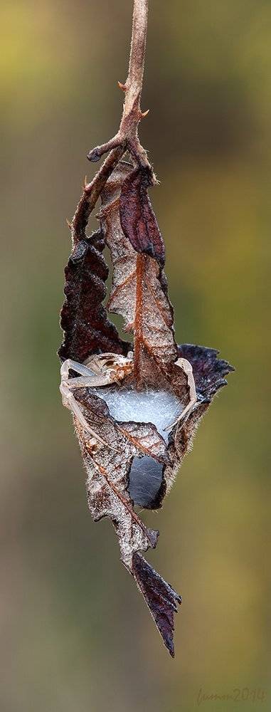 , Игорь ФУММ