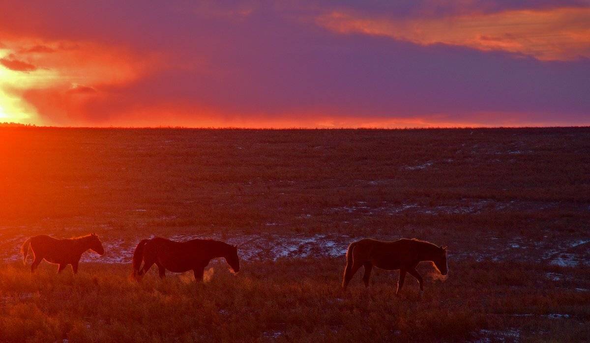 , Николай Морский