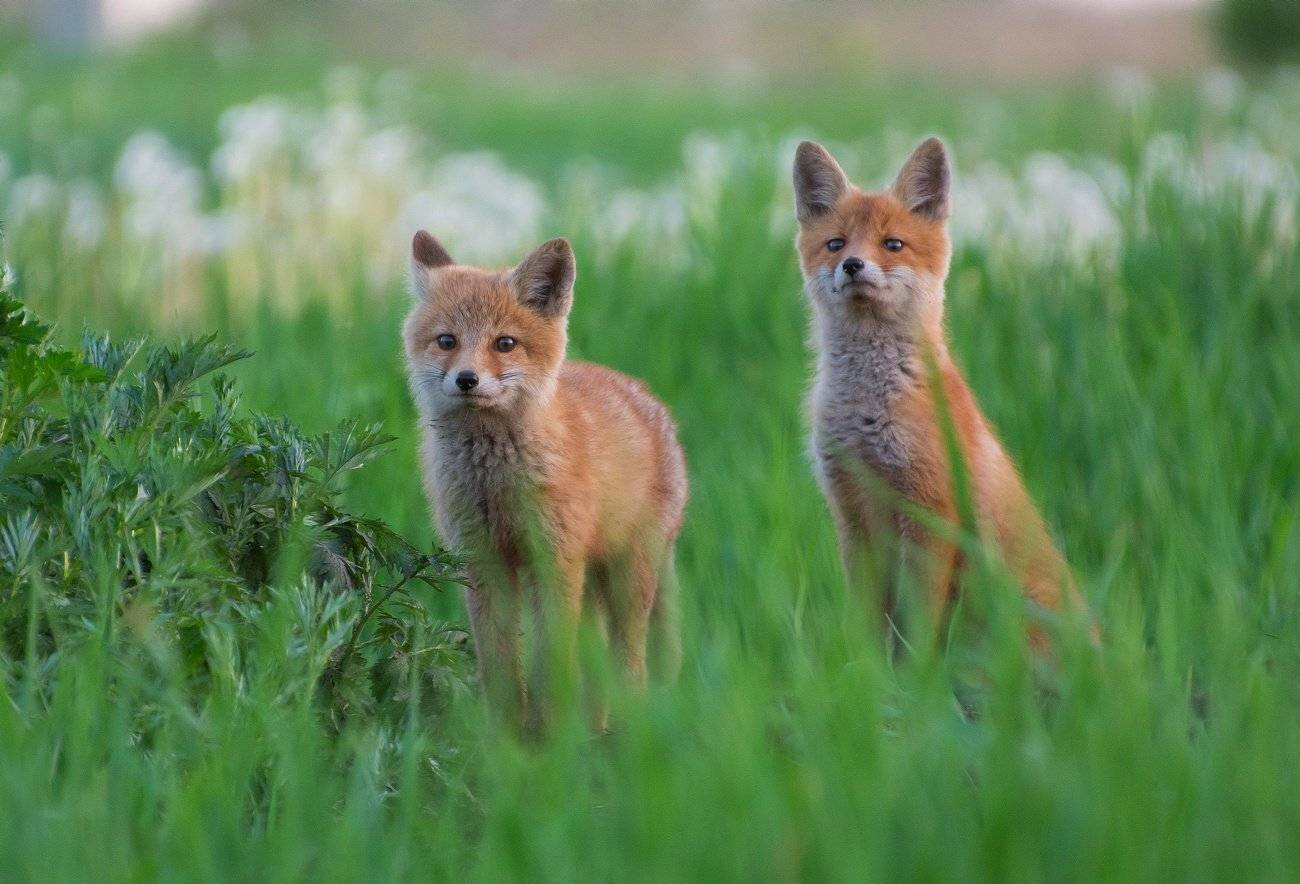 , Руслан Сигушин