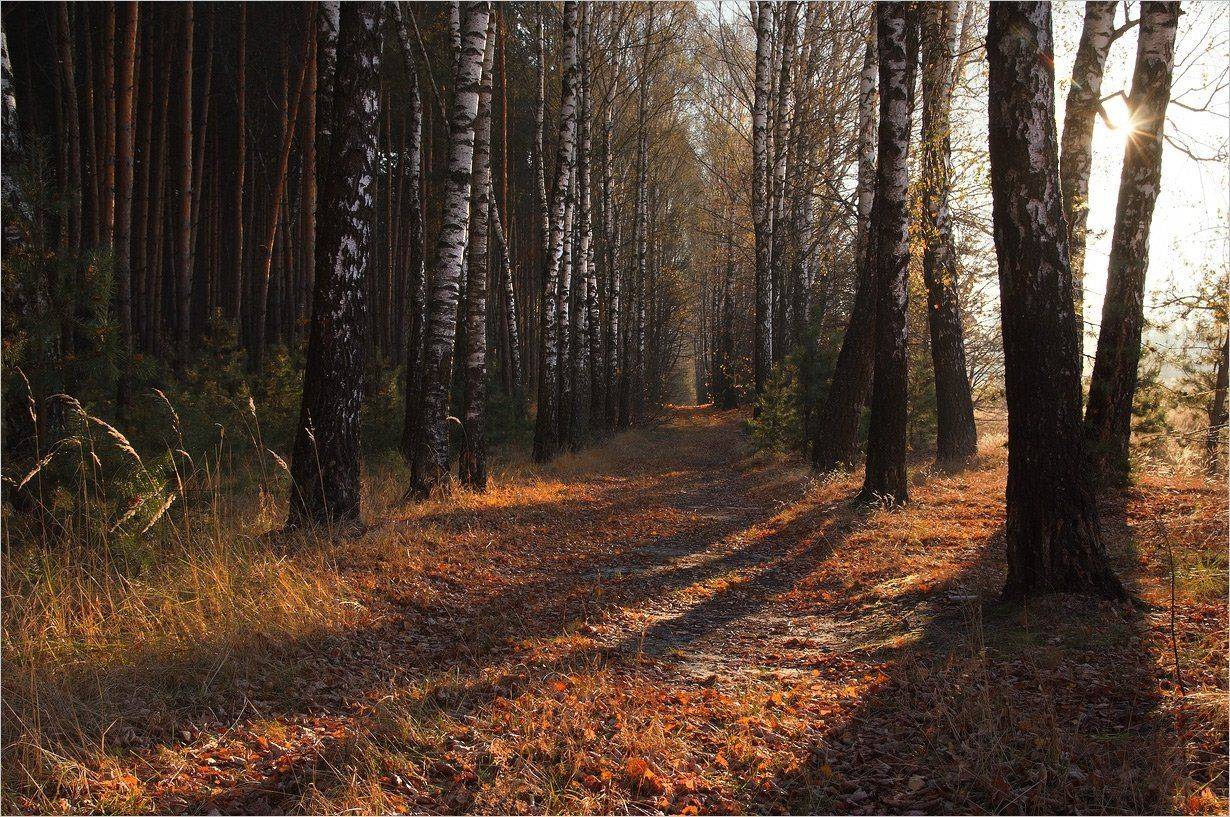 , Николай Шахманцир