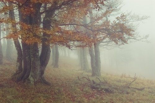 Туманная дубрава