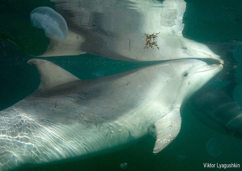 Сны фото превью