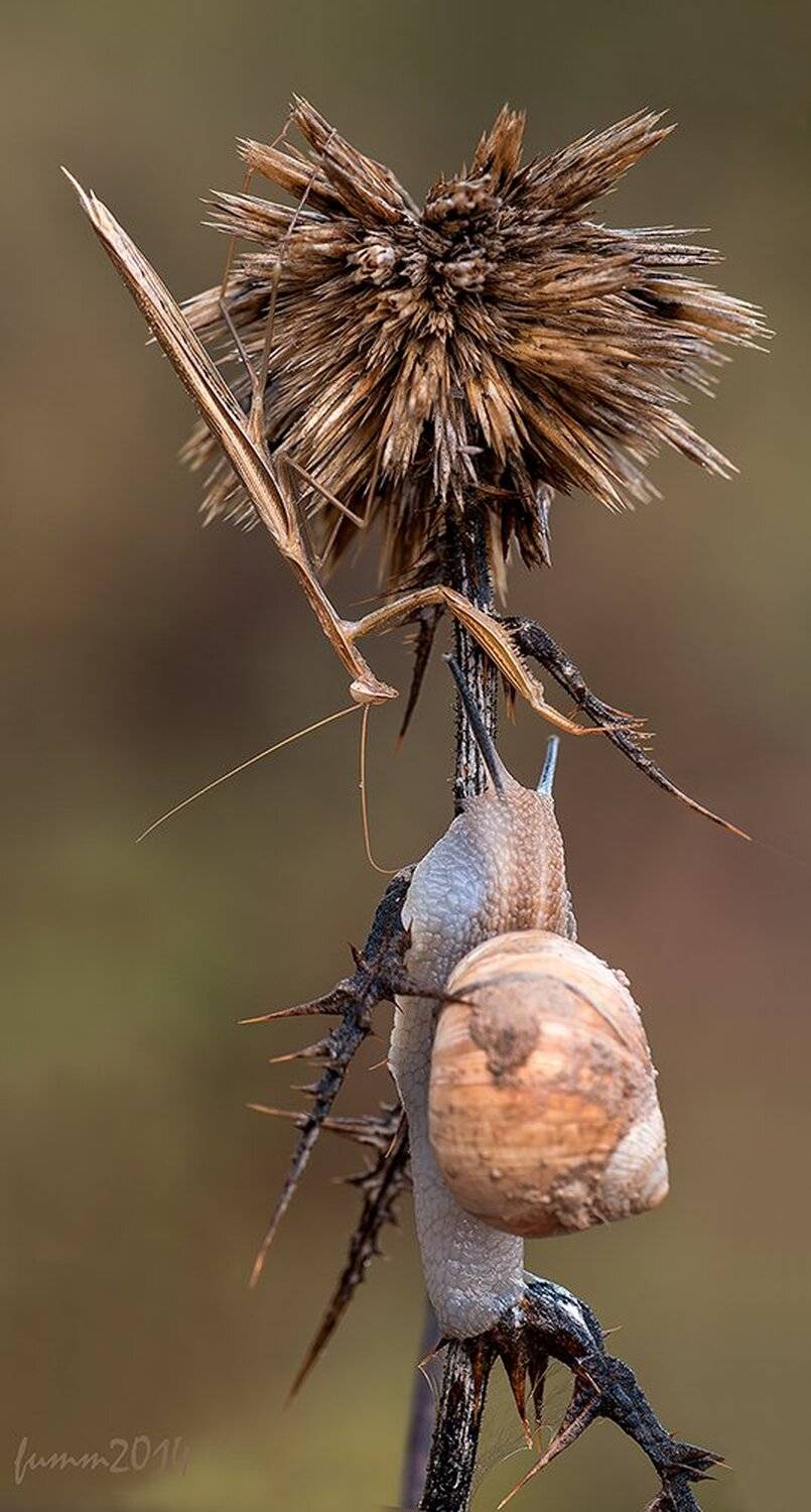 , Игорь ФУММ