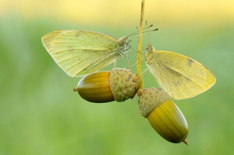 Увядшие цветы сегодня ... фото превью
