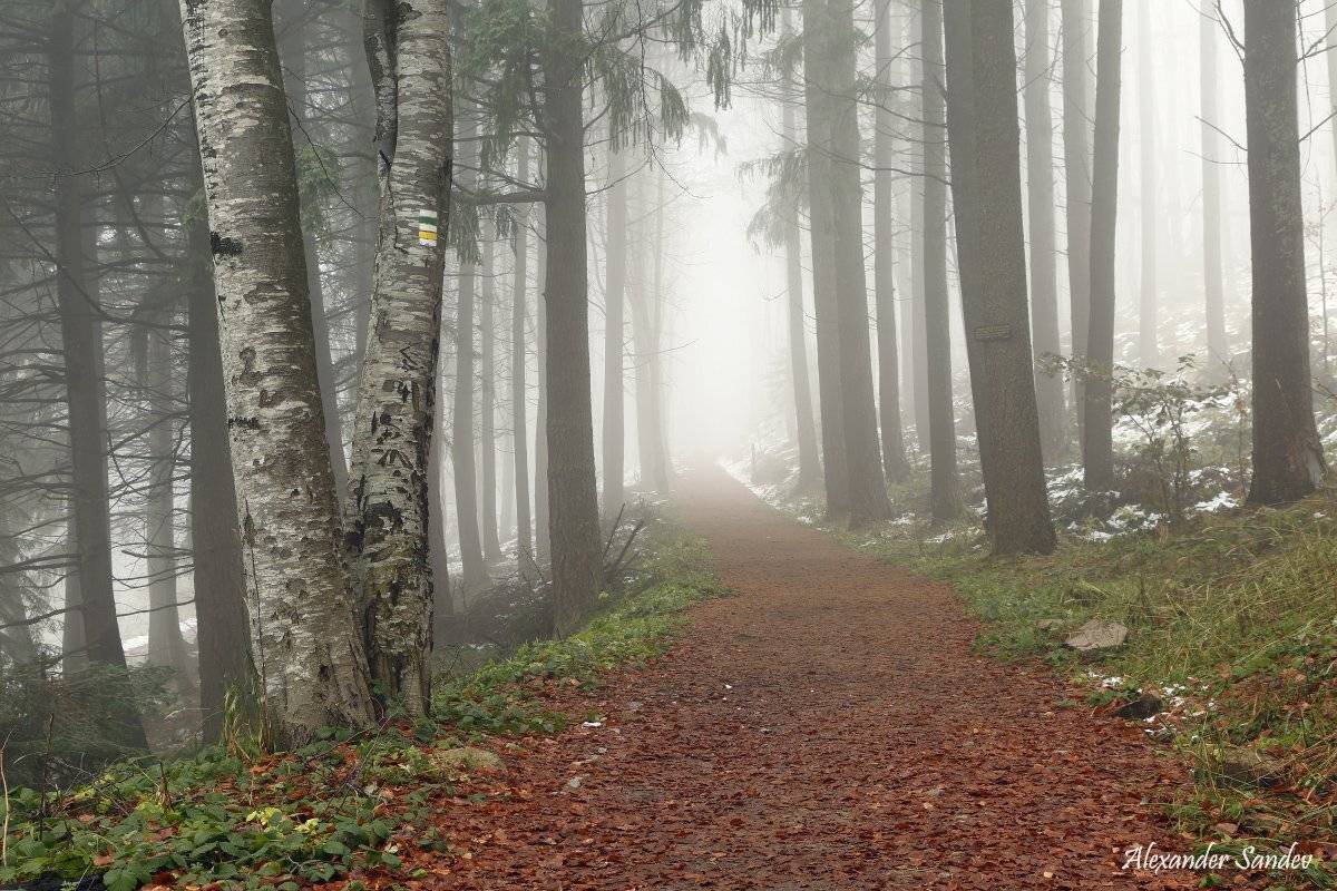 , Александър Сандев