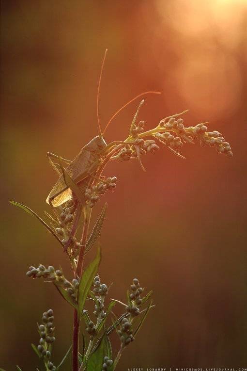 , Алексей Лобанов