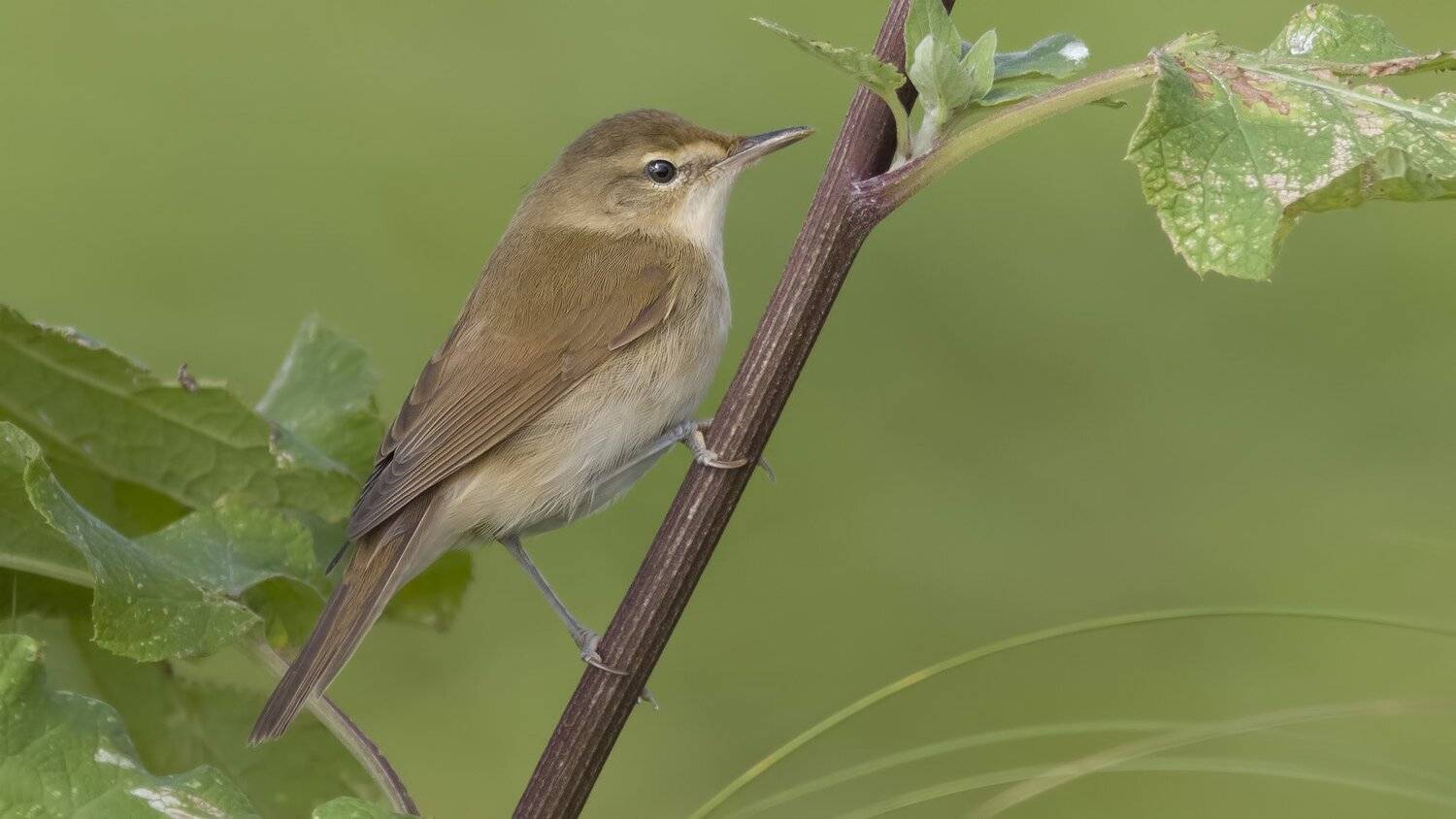 Камышевка болотная, Ляпустин Юра