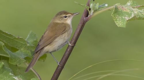 Marsh warbler.