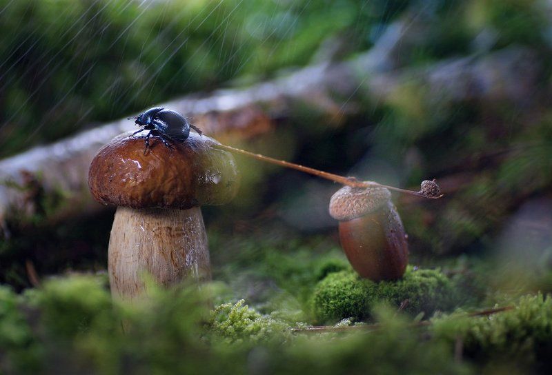 Бабочка, Грибы, Жук, Улитка Лесные зарисовки фото превью