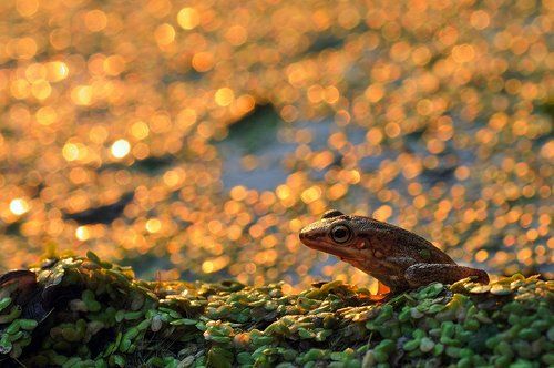 Golden Bokeh