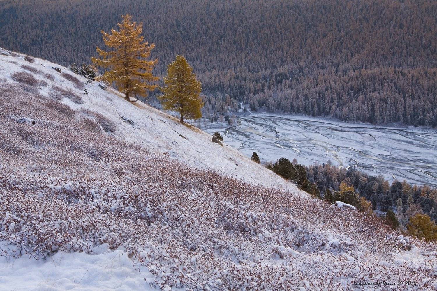 2014, актру, алтай, горы, деревья, осень, россия, снег, Денис Лукьяненко