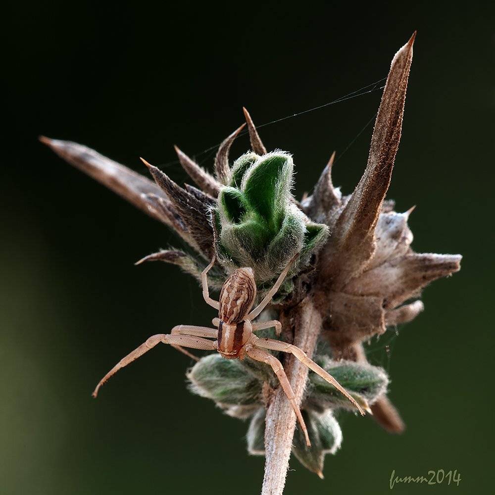 , Игорь ФУММ