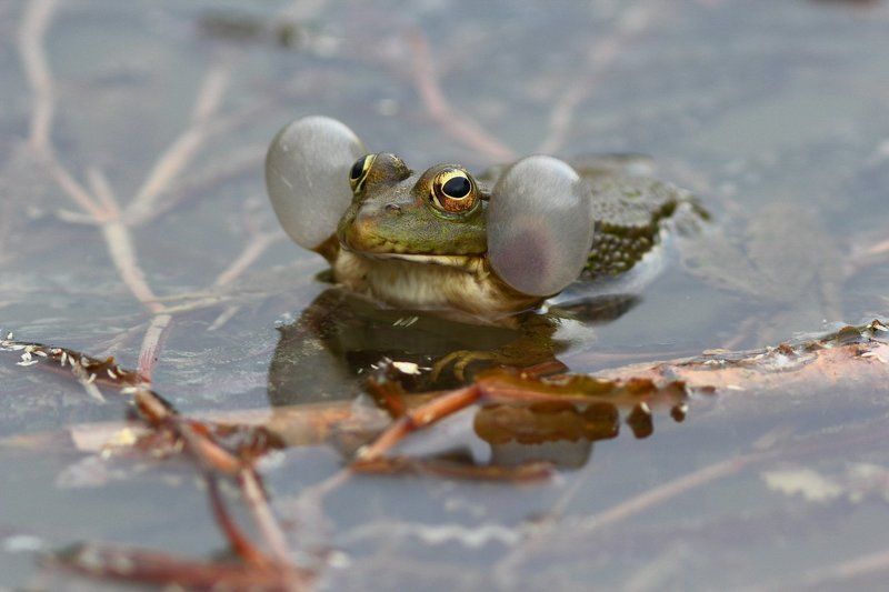 pelophylax ridibundus, вечер, концерт, лягушки, озёрная лягушка, пруд Вечерний концерт фото превью