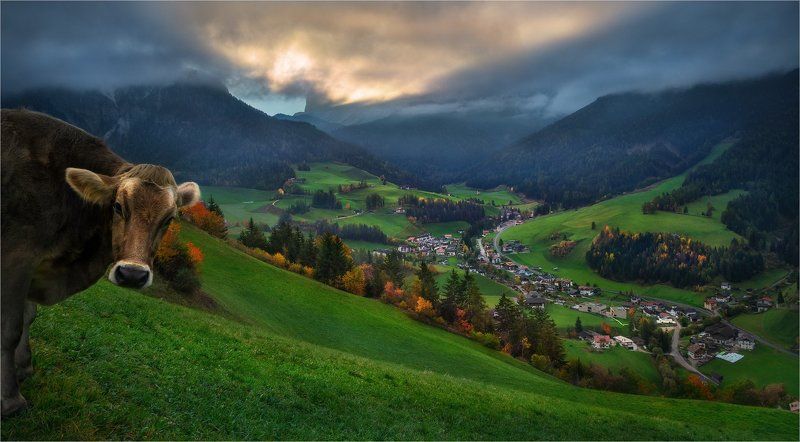 Альпы, Горы, Доломитовые альпы, Италия, Корова, Луг, Трава, Утро «Tales of Dolomites - Legend of the very curious cows» фото превью