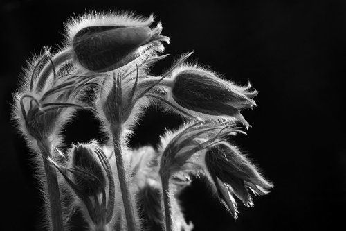 hairy
