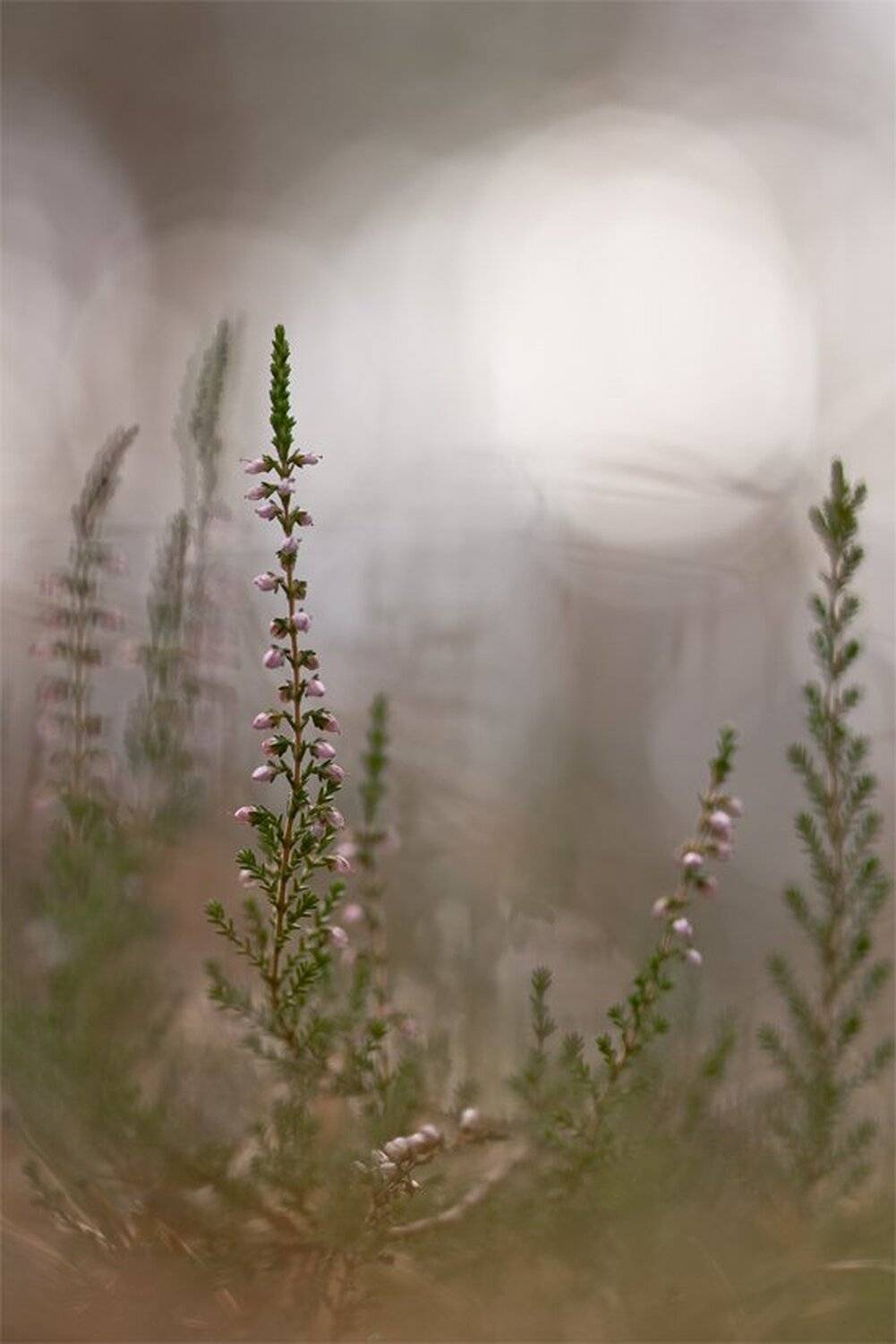 вереск, свет, осень, лес, макро, природа, болота, Геннадий Мещеряков