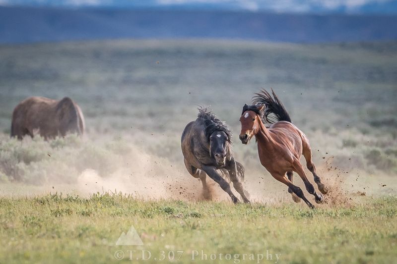 The Pursuit  фото превью