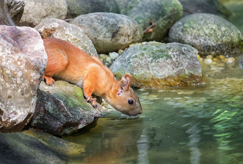 белка, озеро, водопой, жара, *** фото превью