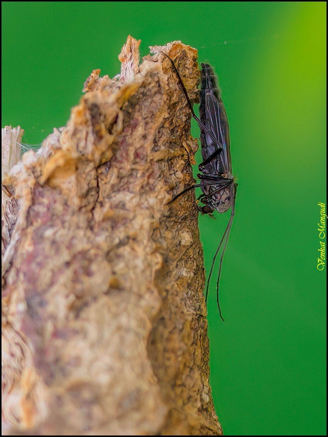 , Venkat Mangudi