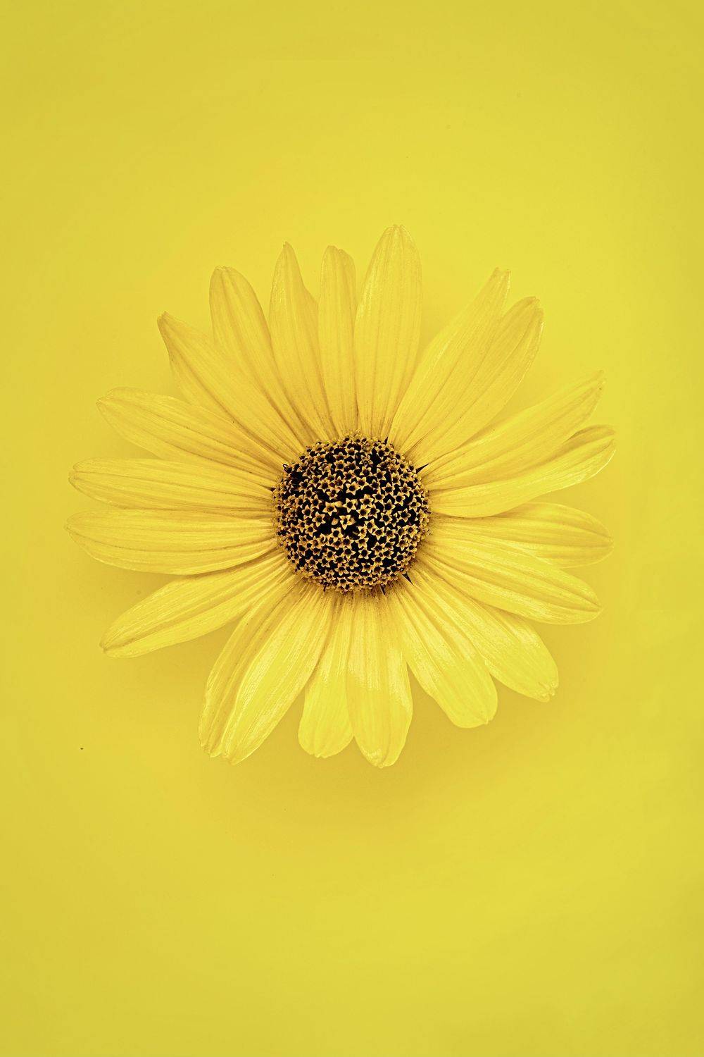 цветок, студия, Дёгтев Евгений