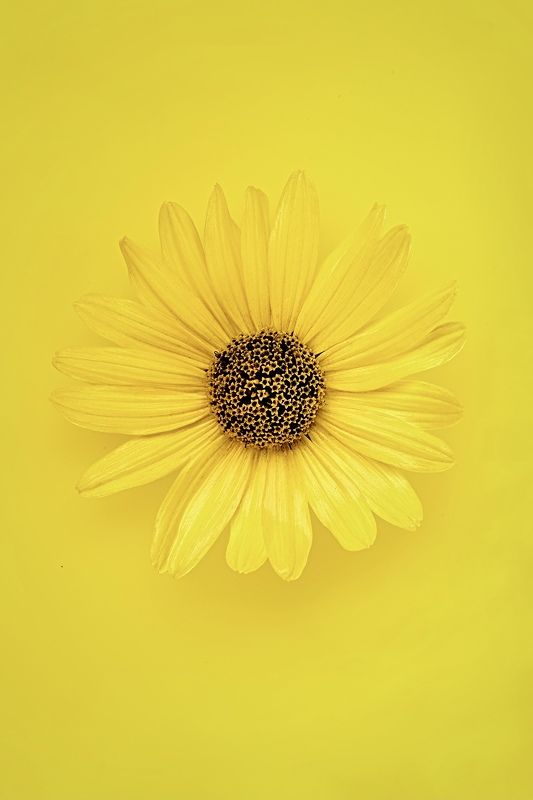 цветок, студия *** фото превью