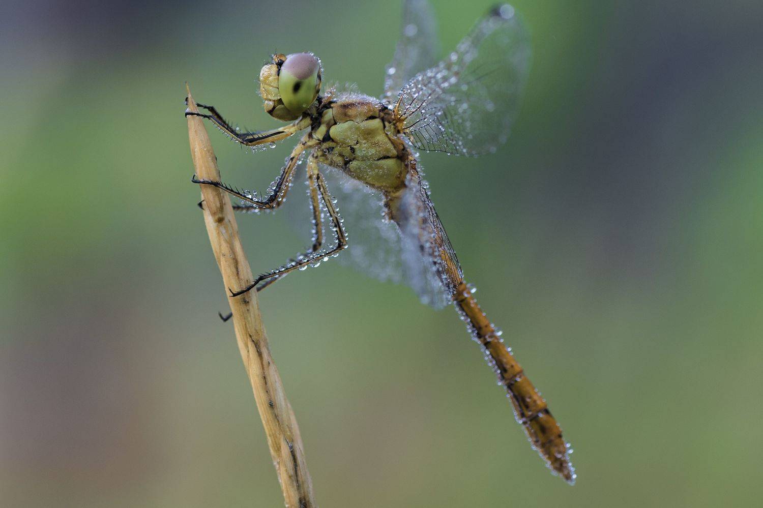 , Роман Зайцев